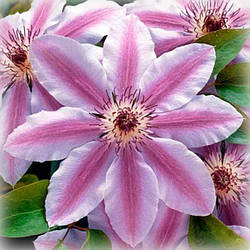 Клематис Неллі Мозер (Clematis Nelly Moser)