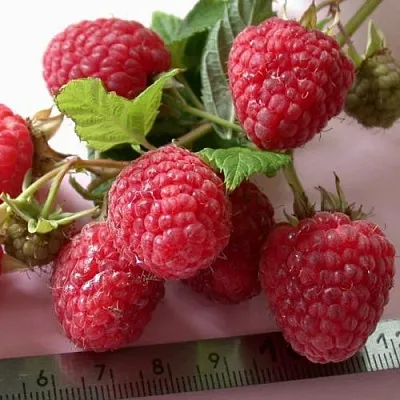 Малина "Хімба Топ" (врожайний сорт швейцарської селекції), фото 1