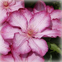 Клематис Ліберті (Clematis Liberty)