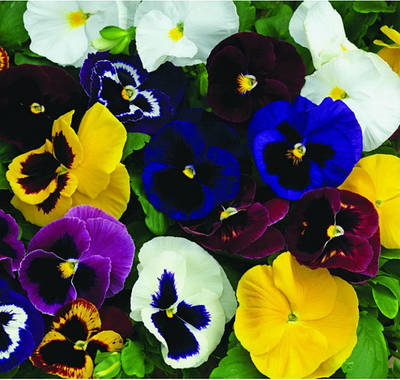 Алютини ока/фіалки