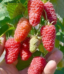 Малинове дерево "Кріпиш" (найпопулярніший сорт)