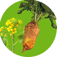 Насіння кормових і сидеральних культур