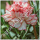 Гвоздика Страйпед шабо 0.15 г GL Seeds, фото 3