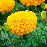 Чорнобривці Еквінокс помаранчеві, 0,5 г, фото 2