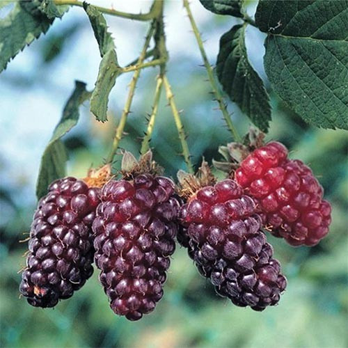 Малиново-ожиновий гібрид "Близнюки" (ремонтантний сорт), фото 1