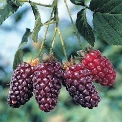 Малиново-ожиновий гібрид "Близнюки" (ремонтантний сорт)