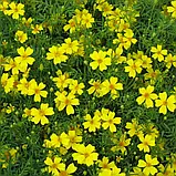 Чорнобривці Сігнет лимонні, 0,2 г, фото 2