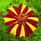 Чорнобривці Денді, 0,2 г, фото 2