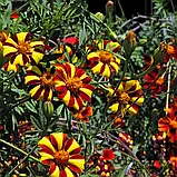 Чорнобривці Денді, 0,2 г, фото 3