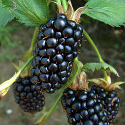 Новинка! Малино-ожиновий гібрид «Маріонберрі» (відомий, популярний сорт)