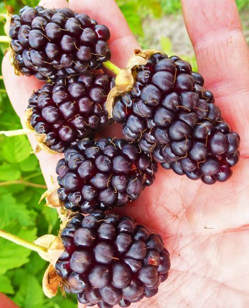 Ожиномалина "Техас" (один з найкращих сортів для домашнього вирощування), фото 1