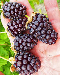 Ожиномалина "Техас" (один з найкращих сортів для домашнього вирощування)