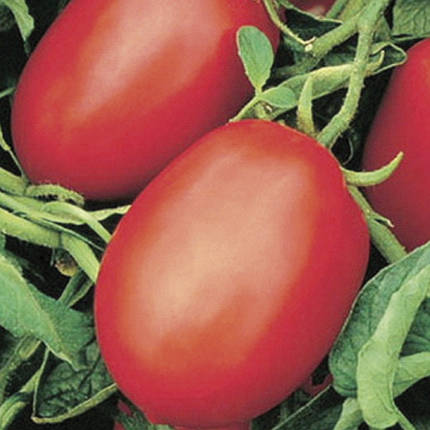 Насіння томату Ріо Фуего (Rio fuego)/Lark seeds, 500 г — дуже щільний, сливовидної форми, фото 2