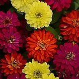 Цинія Сахара F1 суміш, 10 шт, фото 2