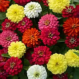 Цинія Сахара F1 суміш, 10 шт, фото 3