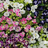 Торенія Літтл Кісс F1 cуміш, 10 драже, фото 2