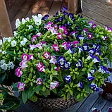 Торенія Літтл Кісс F1 cуміш, 10 драже, фото 3