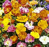 Ешольція Балерина суміш, 0,3 г, фото 2