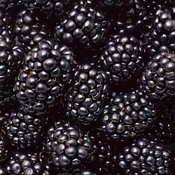 Новинка! Ожина-гігант "Блек Джем" (ремонтантний, солодкий сорт)