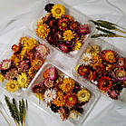 Геліхризум Лакові мініатюри (сухоцвіт) 0.2 г, фото 3