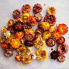 Геліхризум Лакові мініатюри (сухоцвіт) 0.2 г, фото 2