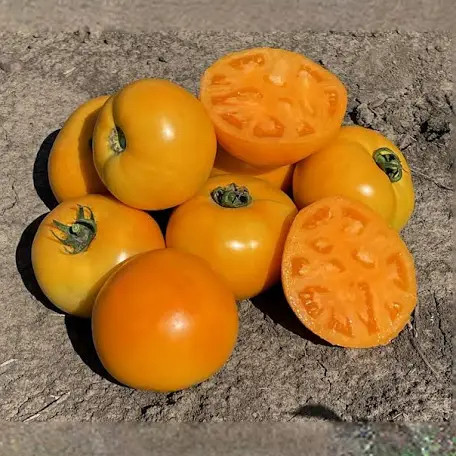Помідор Світ сан F1 Lark Seed 10 шт