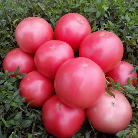 Помідор Пінк світнес F1 Lark seeds 10 шт