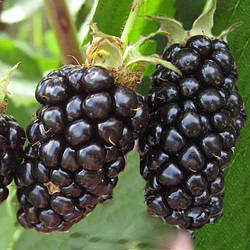 Новинка! Ожина "Апаче" (урожайний сорт виведений в Америці)