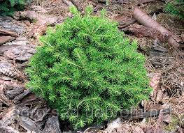 Ялина звичайна Dan's Dwarf (Picea abies Dan's Dwarf) 5 л.