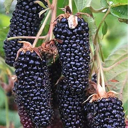 Новинка! Ожина "Чорний діамант" (має лікувальні властивості)