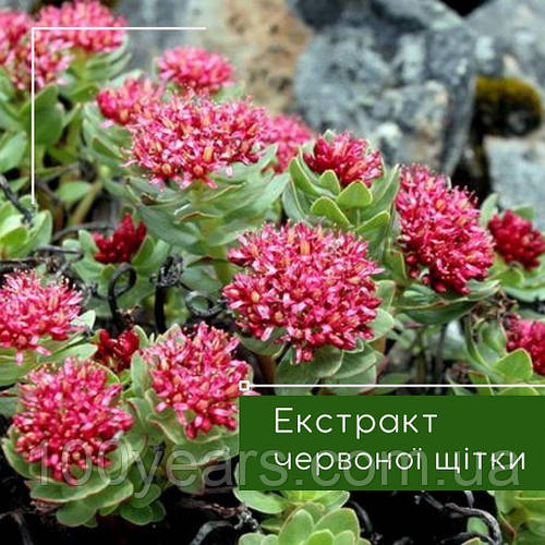 Червона щітка – природний гормон