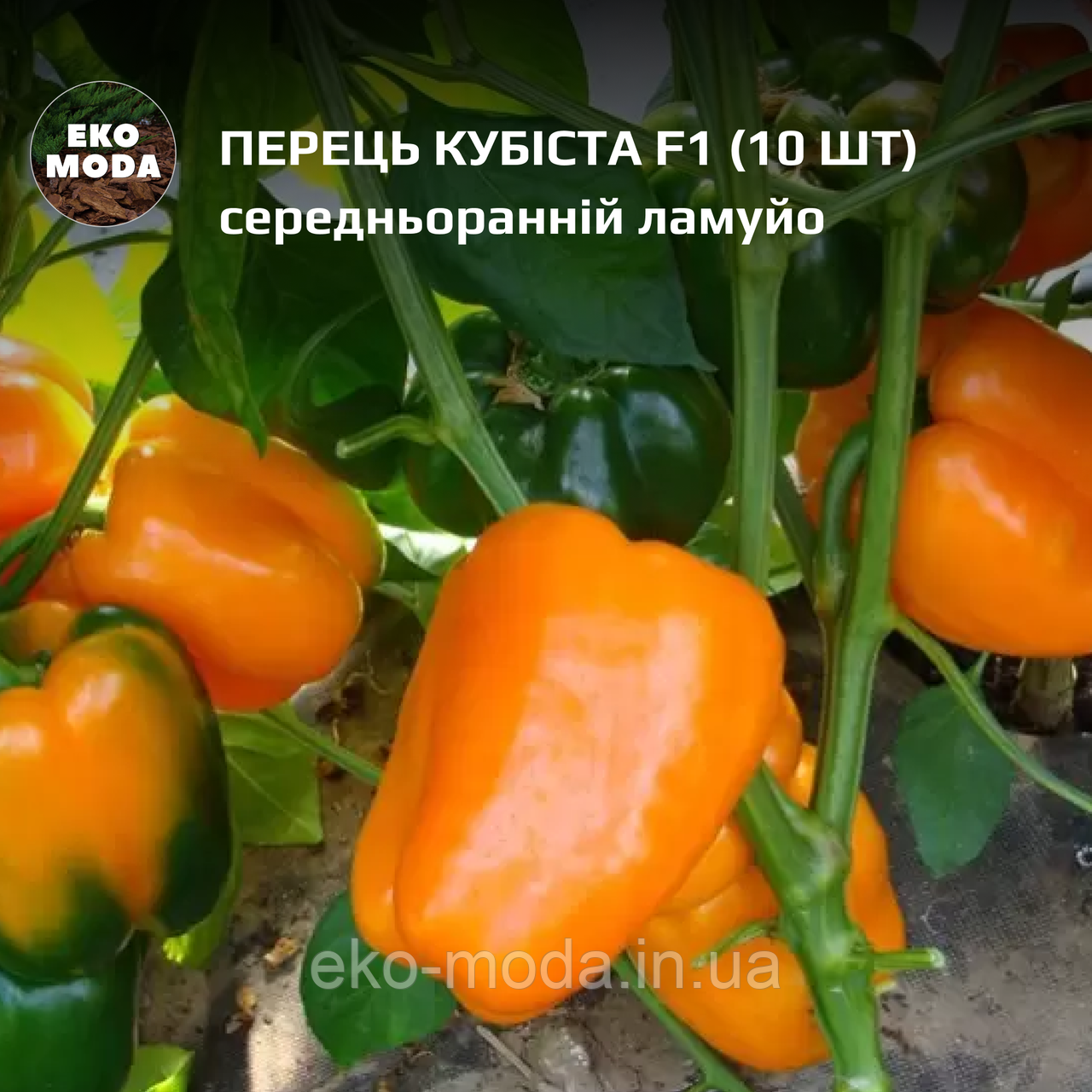 Перець Кубіста F1 - середньоранній, ламуйо - ( 10 шт  zip-пакет)