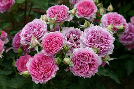 Саджанці троянд  Шахерезада