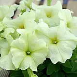 Петунія Лімбо F1 лимонно-жовта, 10 драже, фото 2