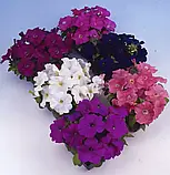 Петунія Мамбо F1 суміш, 20 шт, фото 2