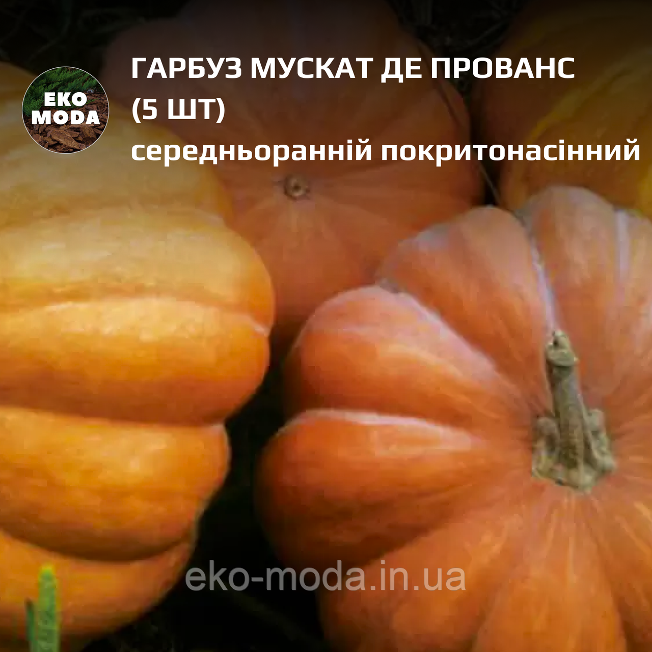 Гарбуз Мускат де Прованс - середньоранній покритонасінний - ( 5 шт zip-пакет)