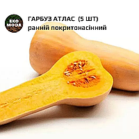 Гарбуз Атлас - ранній покритонасінний - ( 5 шт zip-пакет)