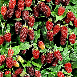 Малиново ожиновий гібрид "Медана" (раннє дозрівання)