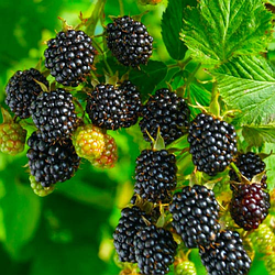 Ожина "Небеса можуть почекати" рання