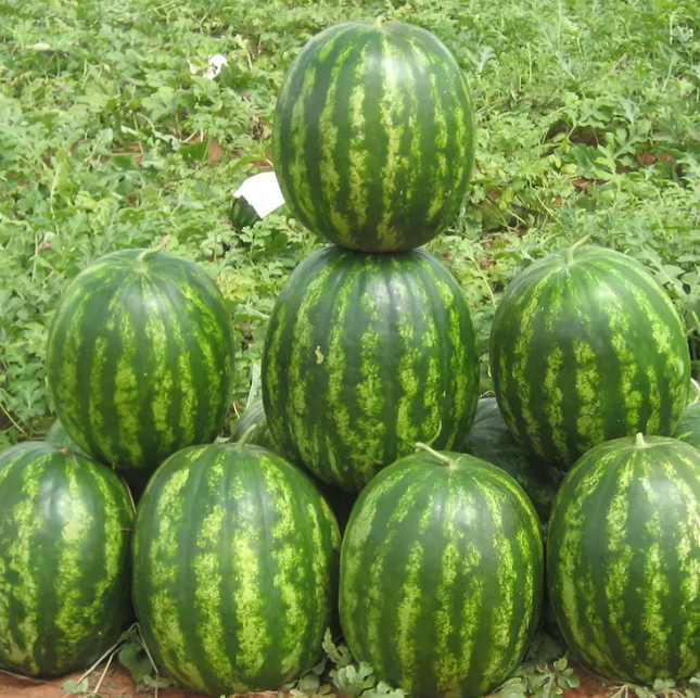 Бархан F1 кавун 1000 нас Syngenta, фото 1