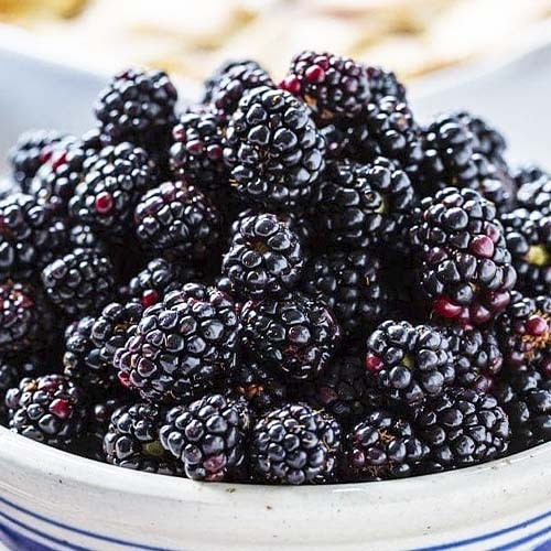 Ожина рання "Торн Фрі" (Thornfree), фото 1