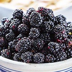 Ожина рання "Торн Фрі" (Thornfree)