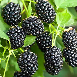 Ожина ремонтантна рання "Рубен"