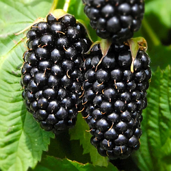 Ожина гігант, американський сорт "Кіова"