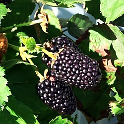 Ожина ремонтантна "Прайм Ян" (вирізняється високою морозостійкістю)