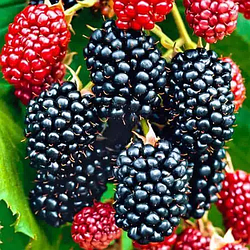 Ожина пізньостигла "Навахо" (сорт виведений в Америці)