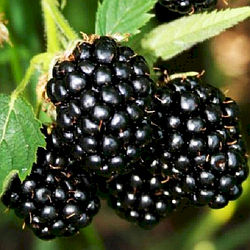 Ожина середня "Тріпл Краун" (кущі сорту швидко ростуть)