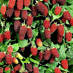 Малиново ожиновий гібрид "Медана" (раннє дозрівання)