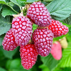 Ежемалина "Букингем Тайбері" (великоплідний сорт)