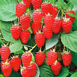 Малинове дерево "Арбат" (висока врожайність, морозостійкість)